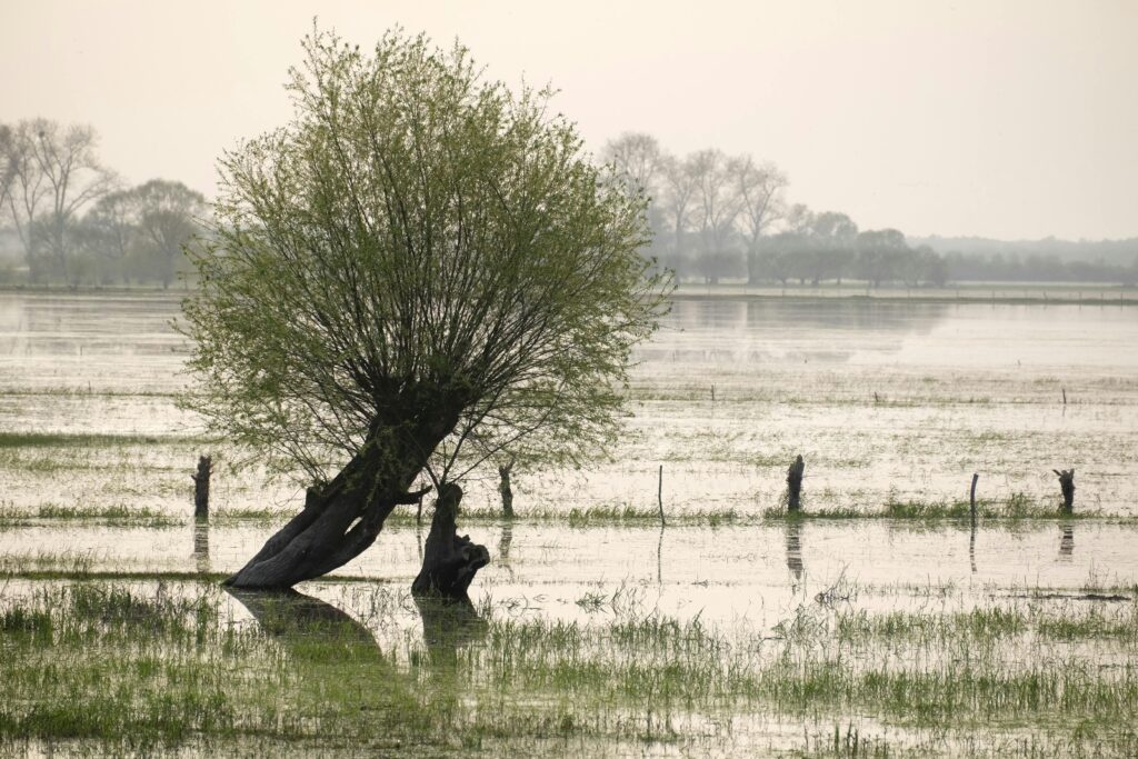 Signs of Flash Floods: Protecting Your Home & Life